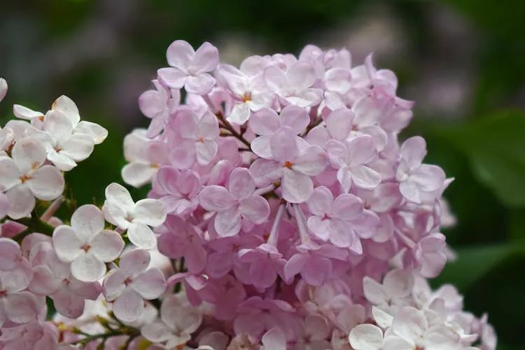 蜂窩移動網(wǎng)絡打開空白怎么回事_蜂窩移動網(wǎng)絡打開不能上網(wǎng)_app蜂窩移動網(wǎng)絡打不開